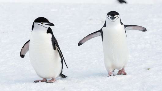 Google's Penguin, Authorship tagging, smarter Drive...